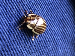 Paropsisterna intacta