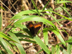 Pedaliodes phaea