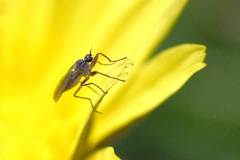 Mythicomyiidae