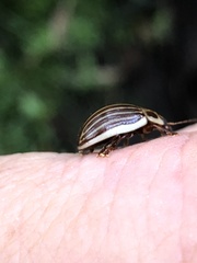 Paropsisterna intacta