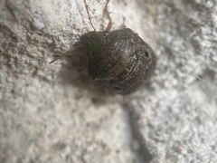 Diolcus chrysorrhoeus