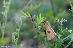 Diacrisia sannio