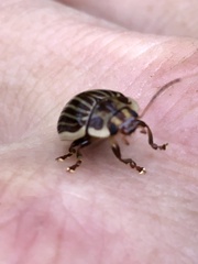 Paropsisterna intacta