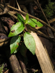 Miconia squamulosa