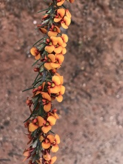 Dillwynia sericea