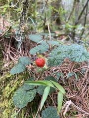 Rubus pectinellus