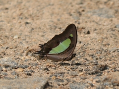 Polyura bharata