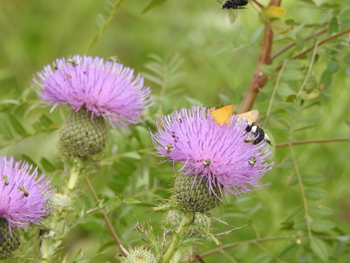 Eastern Thistle Longhorn Bee photographed in Kansas
