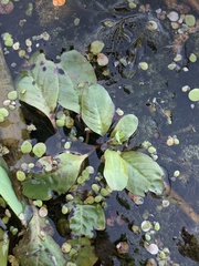 Ludwigia