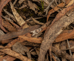 Tortricoidea