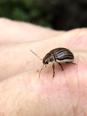 Paropsisterna intacta