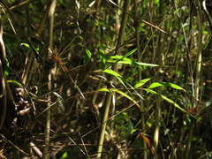 Chusquea scandens