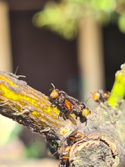 Oxytrigona tataira