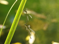Lestes temporalis