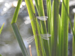 Lestes temporalis