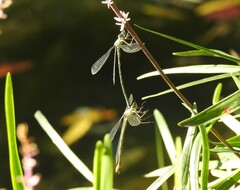 Lestes temporalis