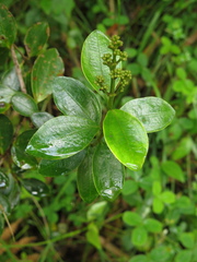 Miconia ligustrina