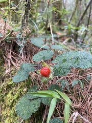 Rubus pectinellus