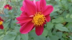 Dahlia pinnata