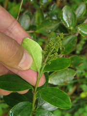 Miconia ligustrina