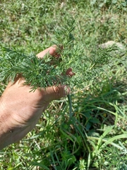 Apiaceae