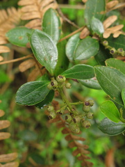 Miconia ligustrina