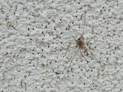 Opiliones