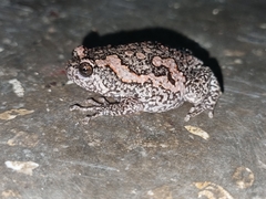 Uperodon taprobanicus