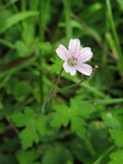 Geranium holosericeum