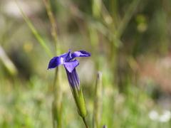 Gentianopsis paludosa