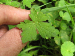 Geranium holosericeum