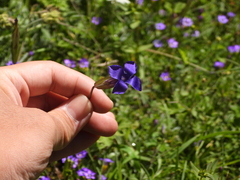 Gentianopsis paludosa