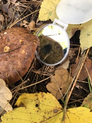 Xerocomellus cisalpinus