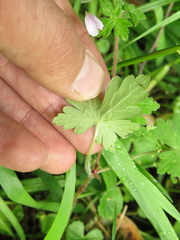 Geranium holosericeum