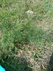 Apiaceae