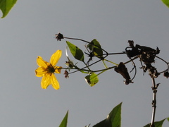 Bidens rubifolia