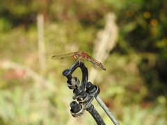 Sympetrum striolatum imitoides
