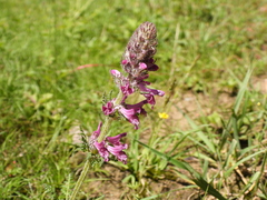Pedicularis kansuensis