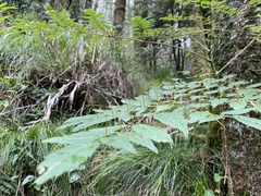 Aralia bipinnata
