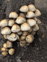 Coprinellus micaceus