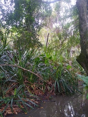 Pandanus candelabrum