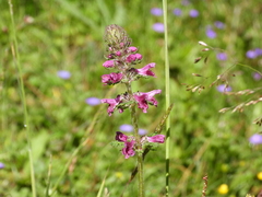 Pedicularis kansuensis