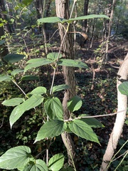 Viburnum setigerum