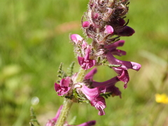 Pedicularis kansuensis