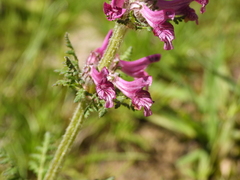 Pedicularis kansuensis