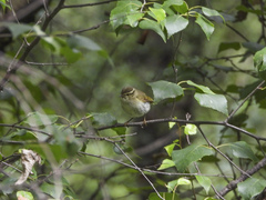Phylloscopus trochiloides