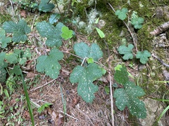 Rubus formosensis