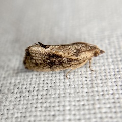 Cryptophlebia ombrodelta