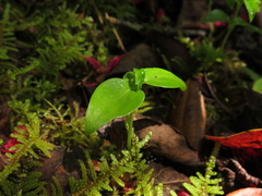Viburnum tinoides