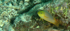 Pseudochromis fuscus